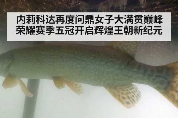 内莉科达再度问鼎女子大满贯巅峰荣耀赛季五冠开启辉煌王朝新纪元